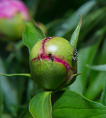 Image showing Peony flower in bud with ants