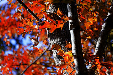 Image showing tree in the Fall with the sun shining through 