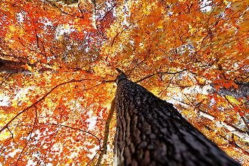 Image showing tree in the Fall with the sun shining through 