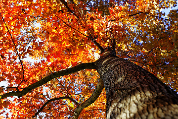 Image showing tree in the Fall with the sun shining through 