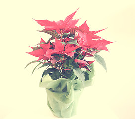 Image showing Poinsettia Christmas star