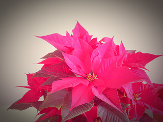 Image showing Poinsettia Christmas star