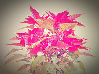 Image showing Poinsettia Christmas star