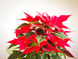 Image showing Poinsettia Christmas star