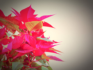 Image showing Poinsettia Christmas star