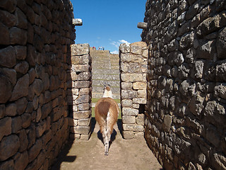 Image showing Llama at Machu Picchu