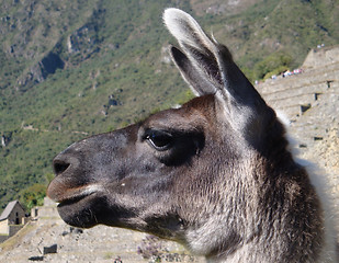 Image showing Llama portrait at Machu Picchu