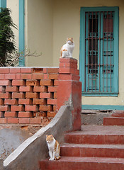 Image showing cats in Lima