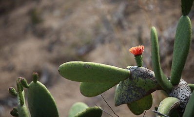 Image showing Blooming cactus in nature