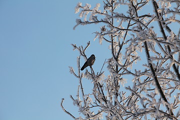 Image showing lonely black bird on a snowy tree