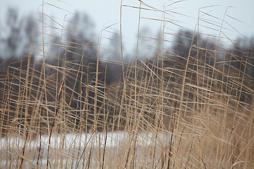 Image showing cold wind