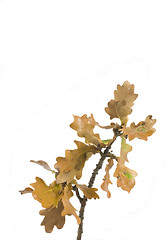 Image showing autumn leaf