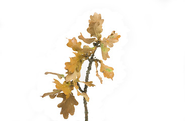 Image showing autumn leaf