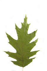 Image showing autumn leaf