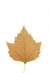 Image showing autumn leaf