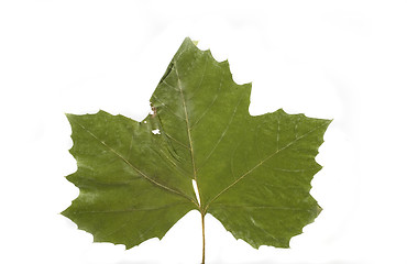 Image showing autumn leaf