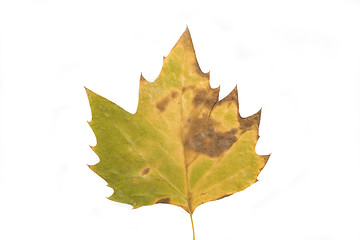 Image showing autumn leaf