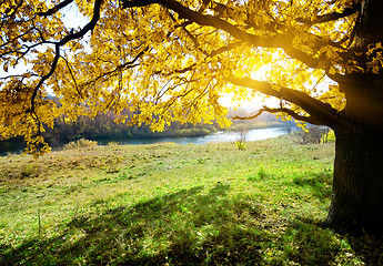 Image showing Autumn oak