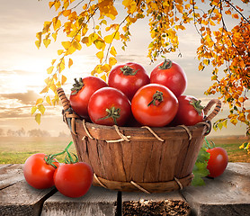 Image showing Ripe tomatoes