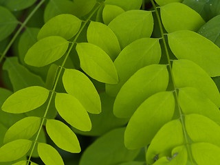 Image showing green leafs