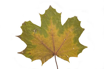 Image showing autumn leaf