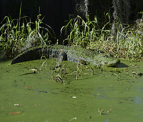 Image showing Alligator