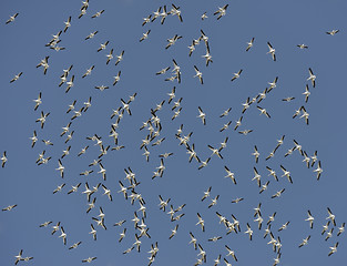 Image showing Flock of American White Pelicans 