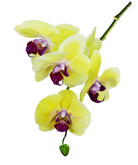 Image showing Yellow Orchid