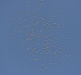 Image showing Flock of American White Pelicans