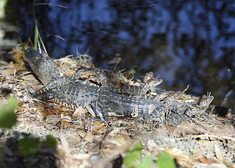 Image showing Alligators