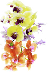 Image showing Orchid Flowers