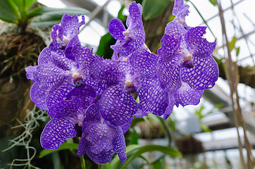 Image showing Vanda Coerulea