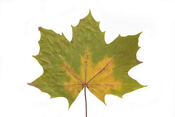 Image showing autumn leaf