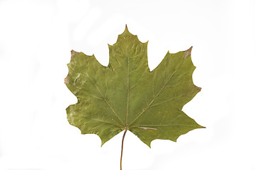 Image showing autumn leaf