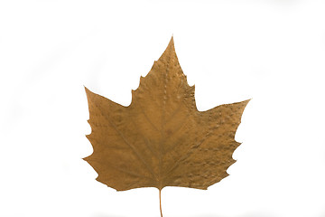 Image showing autumn leaf
