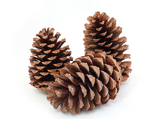 Image showing pine cones