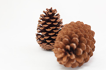 Image showing pine cones