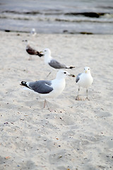 Image showing gulls