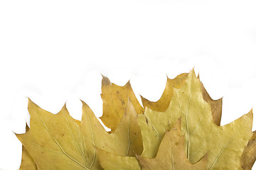 Image showing autumn leaf