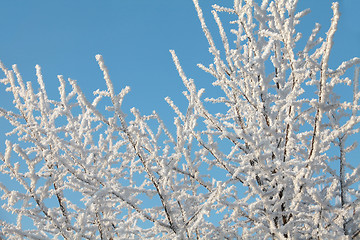 Image showing  Hoarfrost on branches of a tree