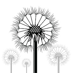 Image showing dandelions