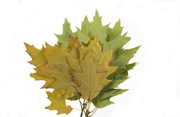 Image showing autumn leaf