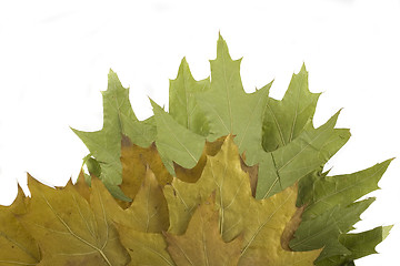 Image showing autumn leaf