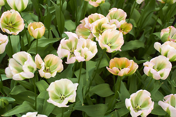 Image showing white Tulips Flower