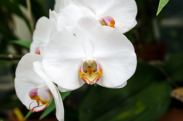 Image showing  White orchid