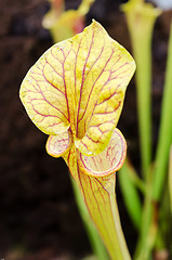 Image showing a betuful flower who live to catch 