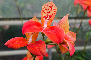 Image showing Disa uniflora