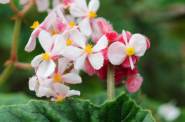 Image showing Begonia metallica