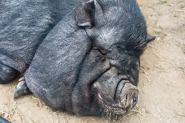 Image showing black pig