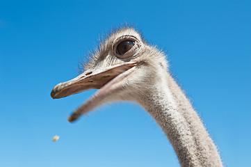 Image showing ostrich